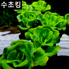수초킹 목련물배추 (부상수초) 물 위에 뜨는 부상수초 구피 새우 열대어 어항 키우기 꾸미기, 2개