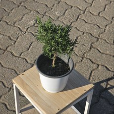 에이피팩토리 로즈마리 외목대 핫도그수형 중품 목대형 허브, 1개