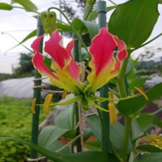 글로리오사(불새) -1구근, 1개