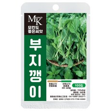모칸도 좋은씨앗 부지깽이 씨앗 100립 참취 쑥부쟁이 향나물 산나물 나물씨앗, 1개