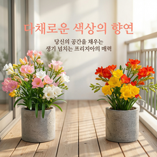 프리지아 구근 겹꽃 혼합, 1개, 프리지아 03. 더블 핑크 5구