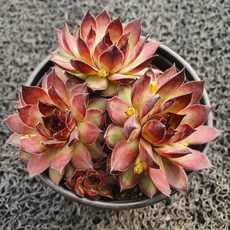 봄의정원 피핀 바위솔-C, 1개