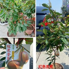 霏霏園藝 紅色含笑花 香味濃郁 高度100公分以上