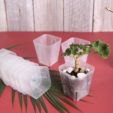 일본 투명사각 삽목화분 EG, 30개, 투명