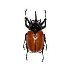 곤충표본 오각뿔장수풍뎅이 Eupatorus gracillicornis, 수컷65~69mm, 1개