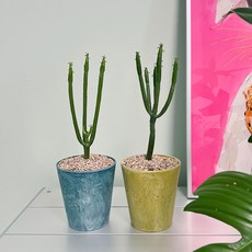 연필 선인장 알록달록 컬러플분XS, 퍼플