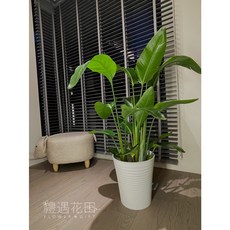 禮遇花田 白花天堂鳥 盆栽, 多株白花天堂鳥+白藝形塑陶盆