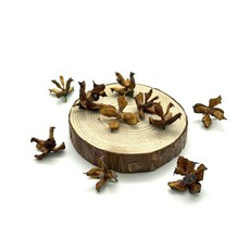 참죽나무 열매 공예 체험 자연물 놀이 재료, 참죽나무 열매 10개