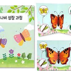 나비 관찰 팝업북 만들기 미술만들기