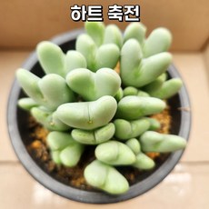 예쁜 다육식물 56가지 모아보기, 7번/하트축전, 1개