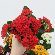 키우기 쉬운 꽃 카랑코에&칼란디바 [색상선택+받침포함] 꽃 다육이 키우기쉬운식물, 1개, 카랑코에(홑꽃)-빨강