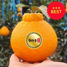 (산지 직송) 고당도 제주 한라봉, 1박스, 3KG 중과 (10~12과 일반 포장)