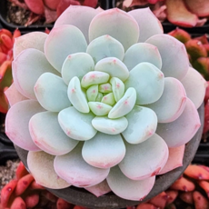 [오렌지 먼로 ] 예쁜다육이 이쁜다육이 공기정화 인테리어, 1개