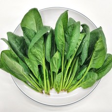 [사계절청년농부] 싱싱한 국내산 시금치 농장 산지직송, 1박스, 600g