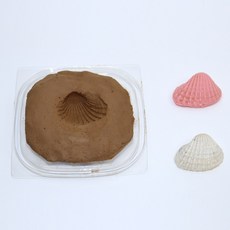 사이언쌤 찰흙조개화석만들기 알지네이트 1인용, 6세트