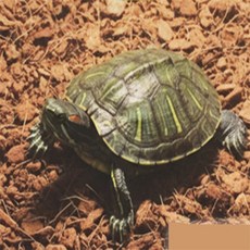 다올 습지 사막생물 바닥재