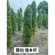 霏霏園藝龍柏植栽 六呎高庭園景觀樹木 特價優惠中
