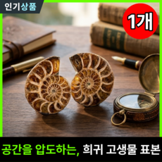 라인벨 마다가스카르 암모나이트 화석 표본 실제화석 소라화석 고생물화석, 1개