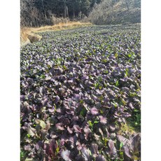 노지토종홍갓1kg, 1kg, 1개, 1kg