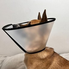 해피 반투명 강아지 넥카라 깔대기 특대 고양이, WA0B2CF_ONE_COLOR／FREE, WA0B2CF_ONE_COLOR／FREE, 상세설명 참조