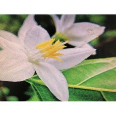 橙花純精油 100ml, 1個