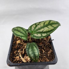 실바티큠 파이퍼 핑크메탈 파이퍼 정글플랜츠 희귀식물