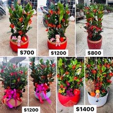 霏霏園藝 仿真植物盆栽 開幕誌慶送禮擺設 新居入厝禮品, 1200, 1個