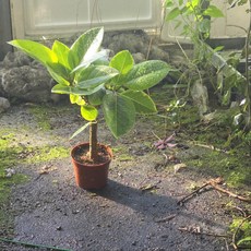 외목대 뱅갈고무나무 중품 목대 반려식물 그린식물팜, 1개