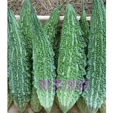 野菜部屋 K21 小綠山苦瓜種子 早生品種 產量高 質量穩定, 1包