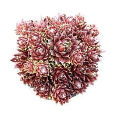 실버카네올 바위솔 월동다육 선별발송 분채배송 0215