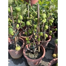 霏霏園藝 無花果盆栽 紫色大果 多品種室內陽台綠植, 1個