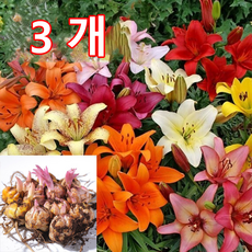 정원 백합 10종 구근20구, 3개