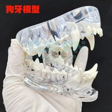 치아 모형 강아지 마네킹 교육용 동물병원 수의사 고양이 이빨 동물, 개 이빨, 1개, 기본 색상