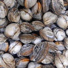 남해안 생물 동죽 1kg 80미내외 해수 해감 동죽조개, 1개, 남해안 생물 동죽 1kg(80미 내외)