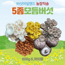 산지직송 당일수확해서 보내는 모듬버섯, 5종모듬버섯, 1개, 700g