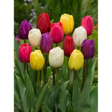 튤립 구근 가을 추식 구근 혼합 유럽 직수입 월동, 20개