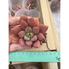 嚴選2025年進口景天多肉植物日曆，03MC多肉園藝出品，多款選項可挑選，每日都有好心情, 1個, 桃花源