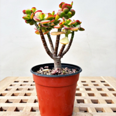 플로어가든 키우기 쉬운 염좌 소형 염좌나무 돈나무 식물초보자 염자, 1, 1개