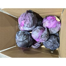 프루티소피 업소용 벌크 제주산 적채 적양배추 특가!!다이어트 미용에도 좋아요, 1박스, 10kg