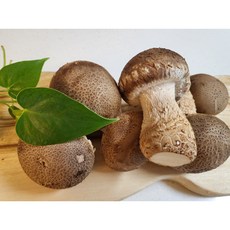 무농약 스마트팜 송이고버섯 500g(상등급) 쫄깃한 식감에 부모님선물 추천, 1개, 500g