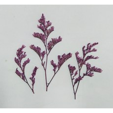 卡斯比亞乾燥花材 押花手作DIY材料