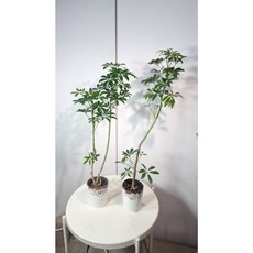 묵은둥이 쉐프렐라 높이 60CM 이상 다양한수형 플랜테리어 인테리어소품, 1개, 수량