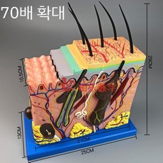 두피모형 피부 조직 해부학 인체 확대 신체 모낭 모근 학습용 구조, A. 70배 확대