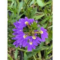 [지인야생화] 누운숫잔대(보라), 1개