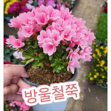 방울철쭉 중품, 1개