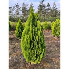 霏霏園藝黃金扁柏 110-120公分 聖誕禮物推薦 園藝盆栽批發價, 1個