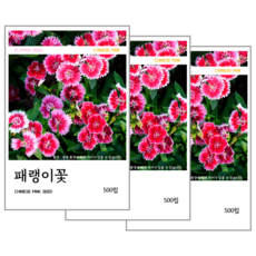 패랭이꽃 씨앗 500립, 3개