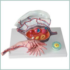 분리형 나팔관 여성 난소 확대 인체 모형 교육용 과학실 보건실 보건용 병원 교구 구조 형태 의료기관 신체