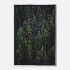 스웨리움 자연 풍경 감성 사진 미드센츄리 인테리어 포스터 그림 액자 침엽수림 No.2, A4 (210 x 297 mm), 포스터만 구입