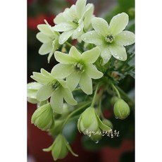 녹화 상록으아리 / 사진촬영 3026년 2월 25일, 1개